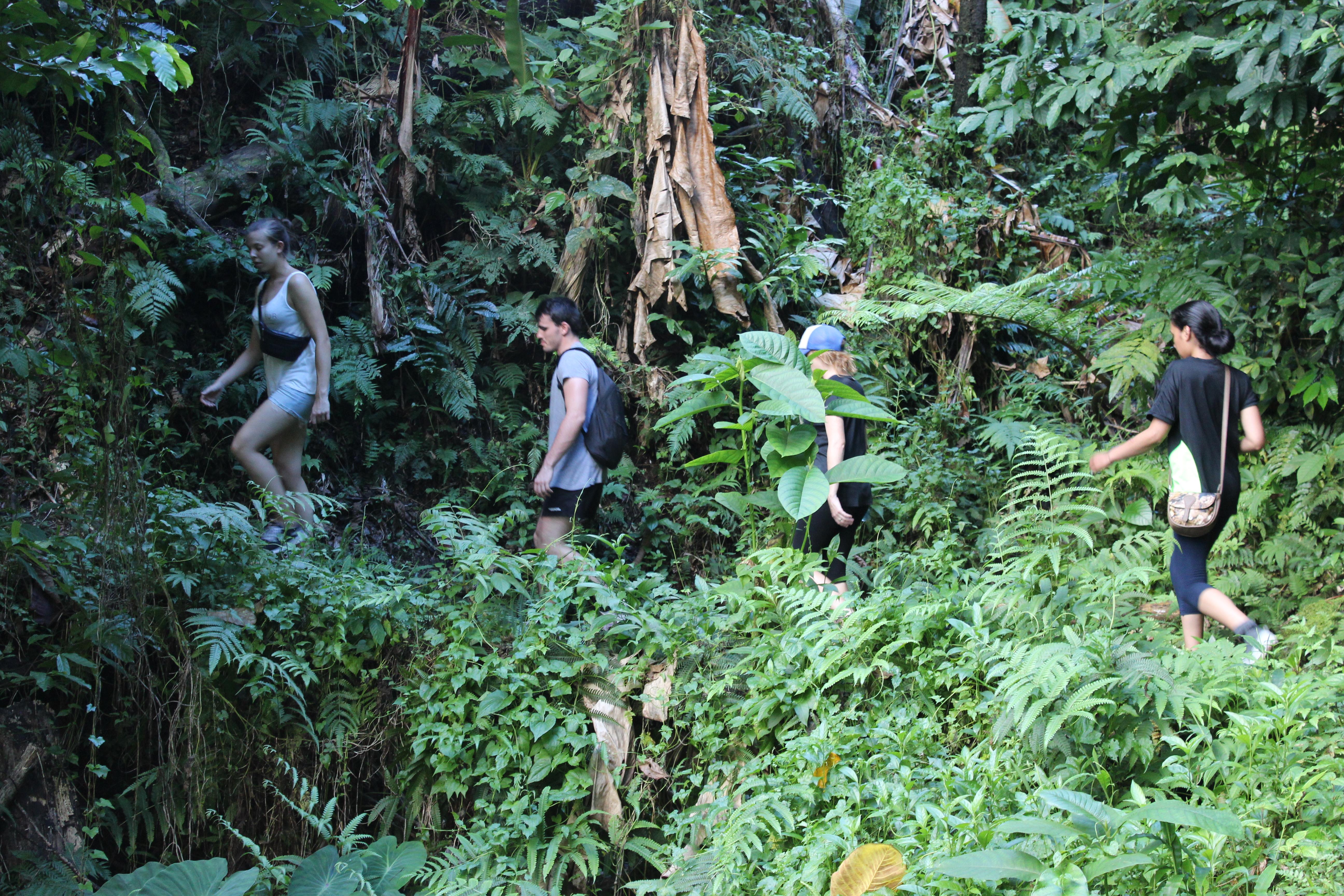 A Projects Abroad group hike in a rainforest during their community volunteering in a Samoan village. A group explores a nearby rainforest while they volunteer in a village in Samoa.